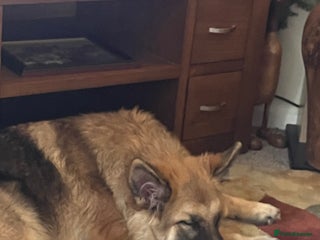 German Shepherd dogs German shepherd - Advert 1