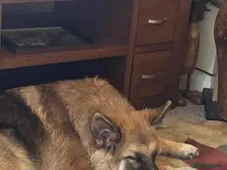 German Shepherd dogs German shepherd - Advert 12