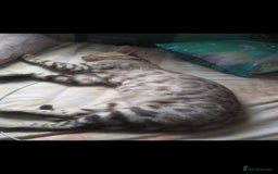 Bengal cats for sale: Cute bengal cat  - Image 7