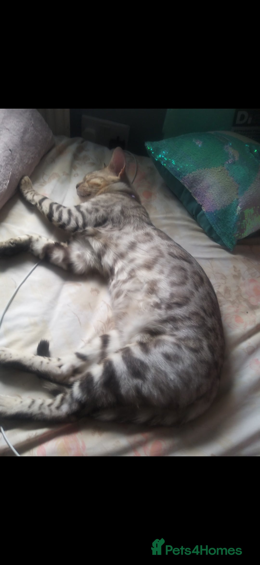 Bengal cats for sale: Cute bengal cat  - Image 7