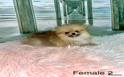 Pomeranian dogs for sale: 🔥Very Tiny🐻Teddy Face🏆Champion Lines - Image 4