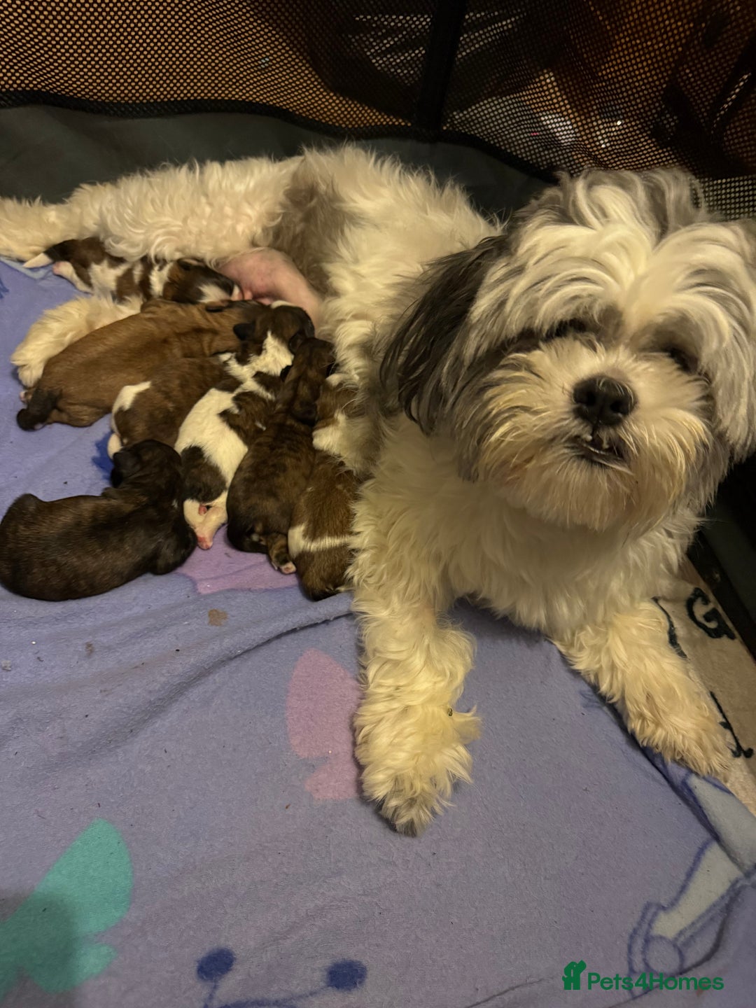 Shih Tzu dogs for sale: Shih Tzu puppies - Advert 19