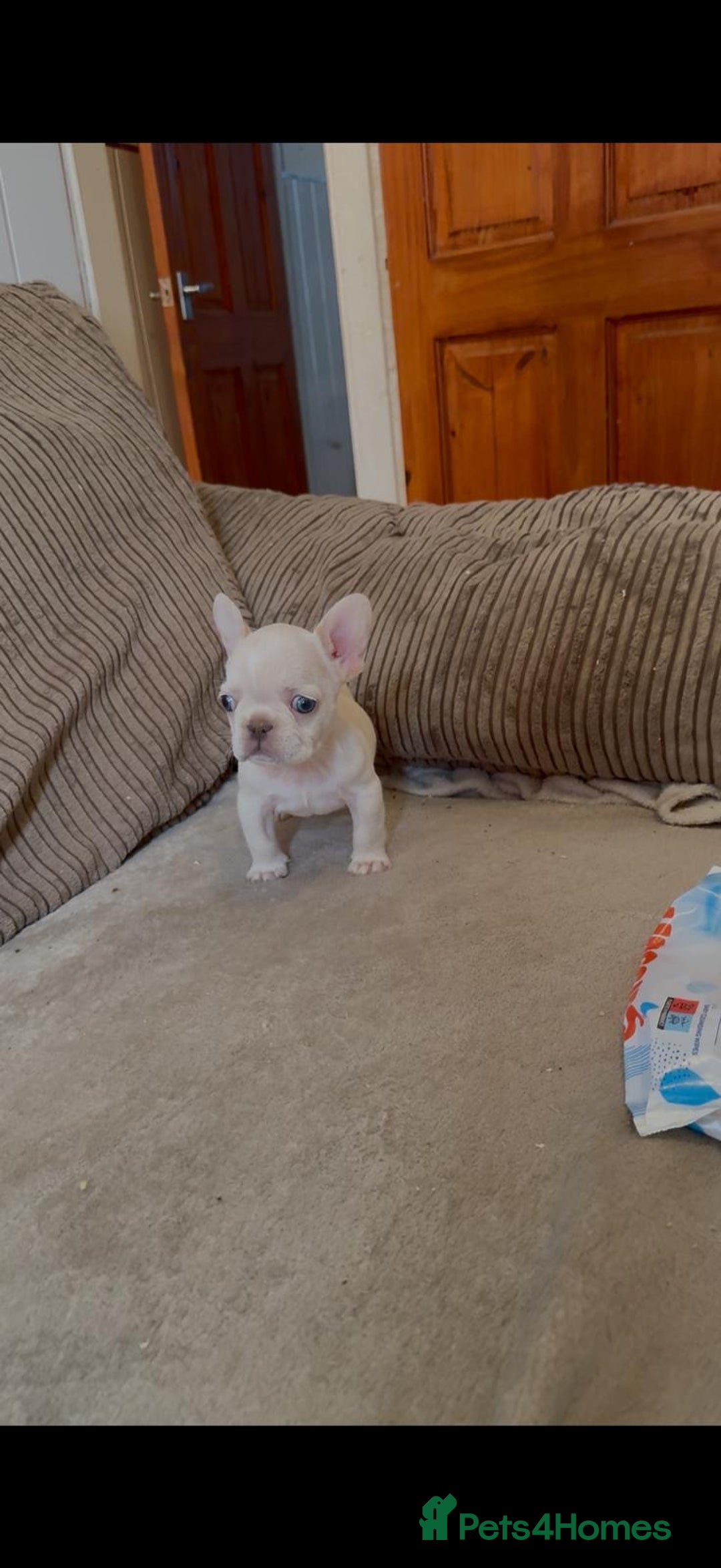 French Bulldog dogs for sale: Beautiful Frenchies - Image 4