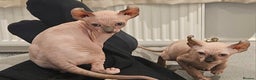 Sphynx cats for sale: X2 Female Sphynx Cats - Advert 1