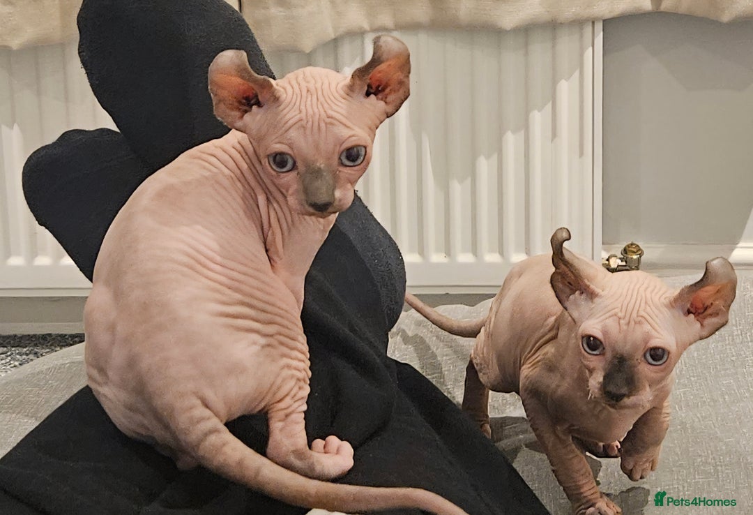 Sphynx cats for sale: X2 Female Sphynx Cats - Advert 1