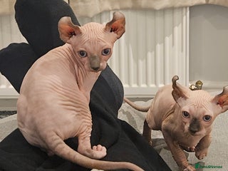 Sphynx cats X2 Female Sphynx Cats - Advert 1
