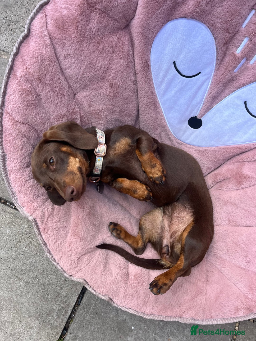 Miniature Dachshund dogs for sale: Miniature dachshund  - Advert 7
