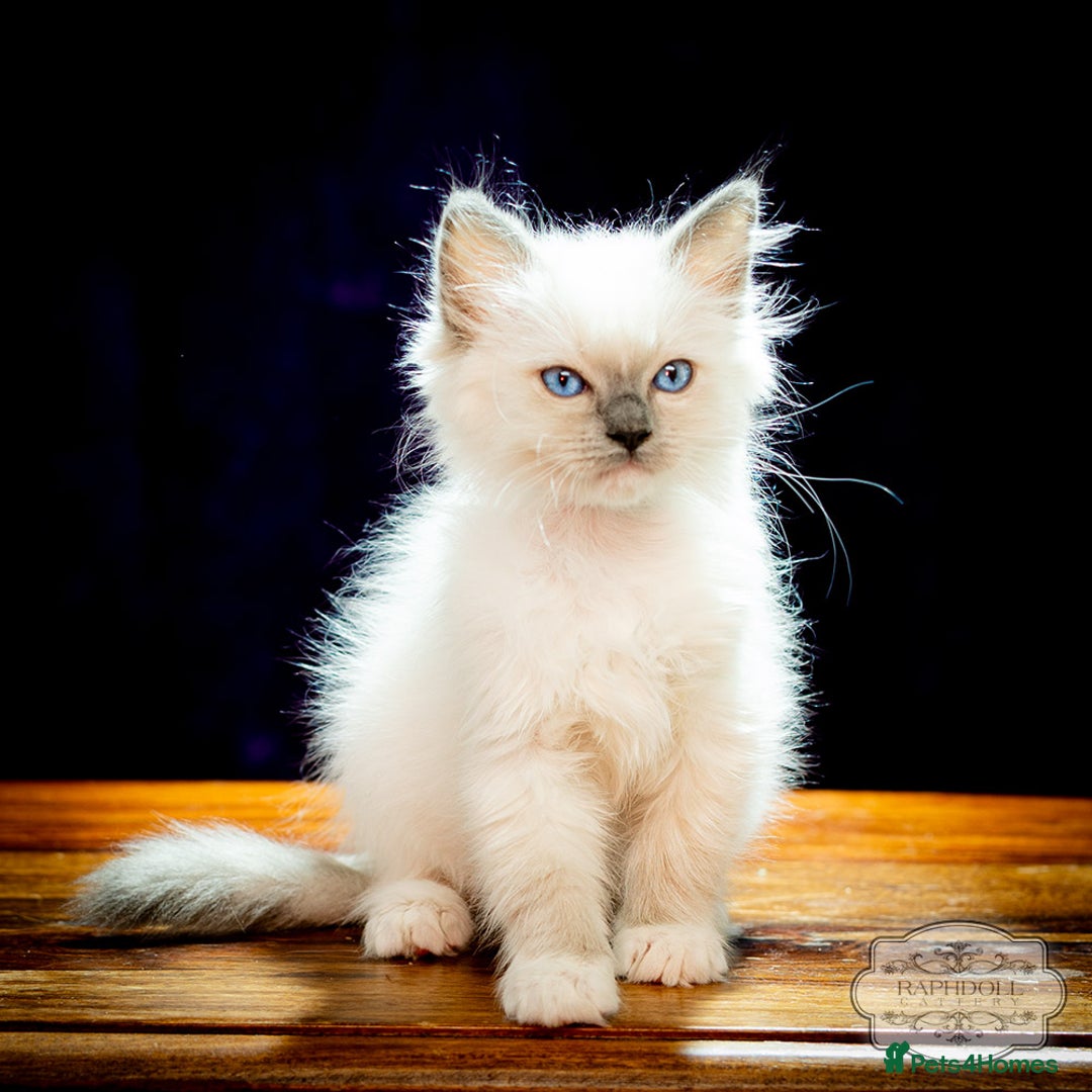 Ragdoll cats for sale: Pure Ragdoll Blue Mitted Girl TICA - Image 3