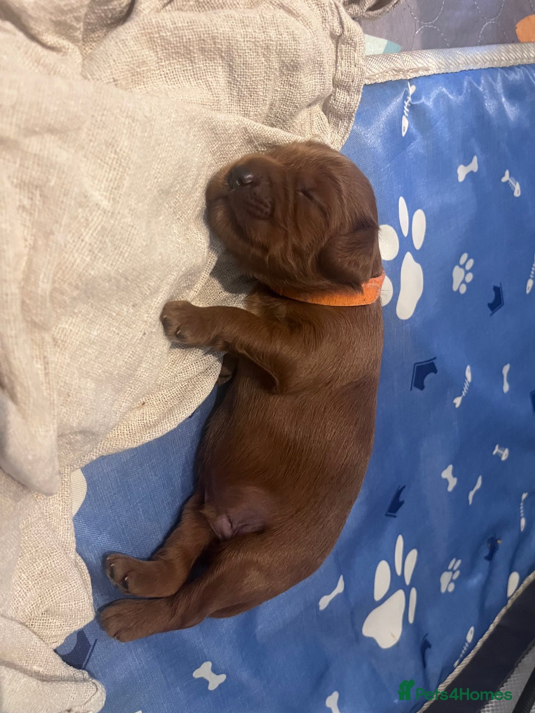 Cockapoo dogs for sale: Red Cockapoo 🐶 F1B looking for loving home 🥰 in London - Image 8
