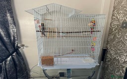 Budgerigars birds for sale: Budgie for sale with cage - Image 4