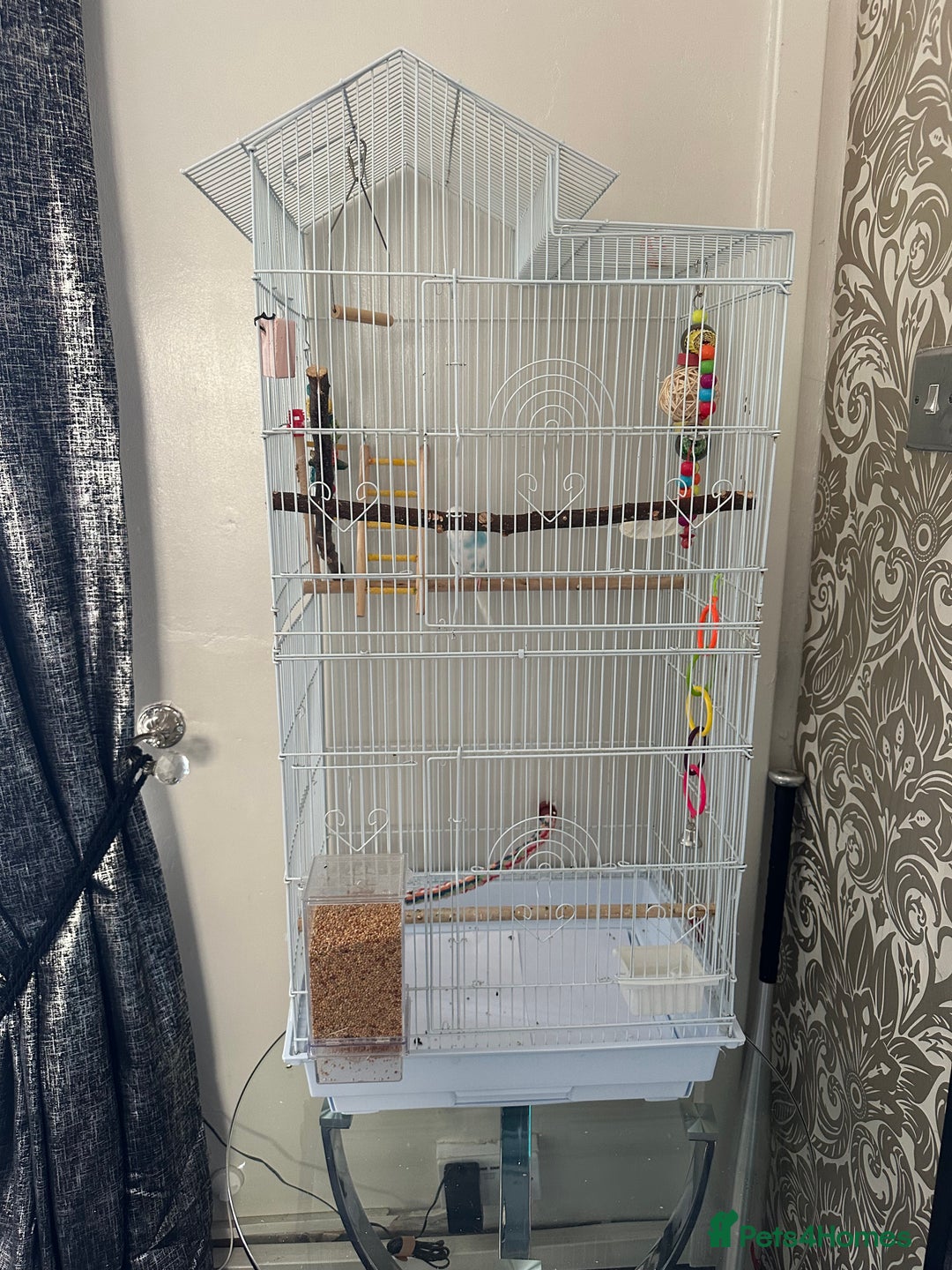 Budgerigars birds for sale: Budgie for sale with cage - Image 4