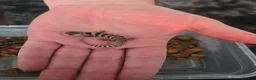 Skink reptiles for sale: Pink tongue skinks - Advert 3