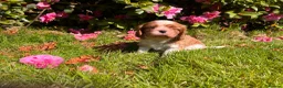 Cavalier King Charles Spaniel dogs for sale: KC reg Cavalier King Charles Spaniel Puppy  - Advert 3