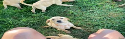 Labrador Retriever dogs for sale: 6 Labrador puppies  - Advert 13