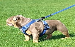 English Bulldog dogs for stud: Charlie for stud lilac and tan fullsuit - Image 6