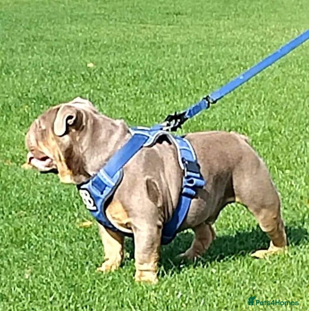 English Bulldog dogs for stud: Charlie for stud lilac and tan fullsuit - Image 6