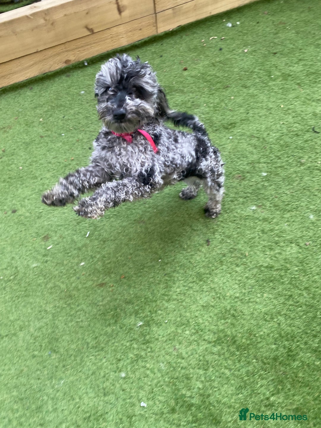 Cockapoo dogs for sale: Cockapoo 2 year old - Advert 8