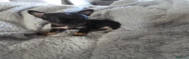 Chihuahua 2