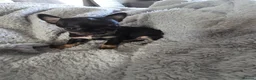 Chihuahua dogs for sale: Chihuahua puppies  - Advert 6