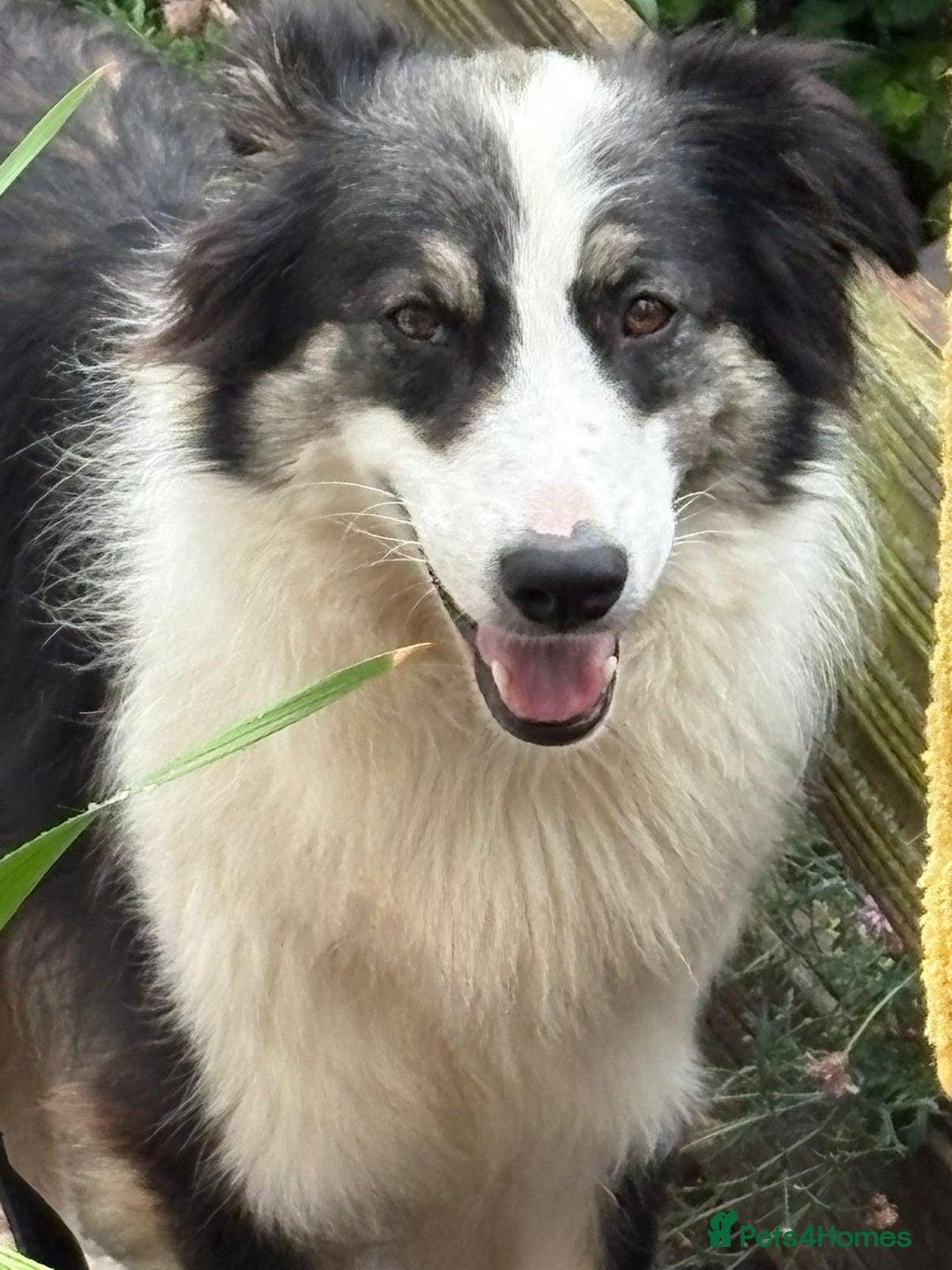 Mixed Breed dogs for adoption: Fern  - Image 3