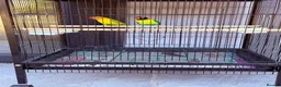Lovebirds birds for sale: 4 lovebirds and cage  - Advert 3