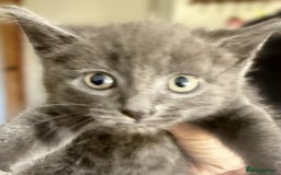 Mixed Breed cats for sale: Beautiful Litter of 4 kittens  - Image 16