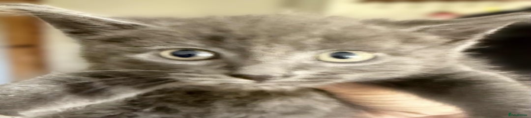 Mixed Breed Kitten 3