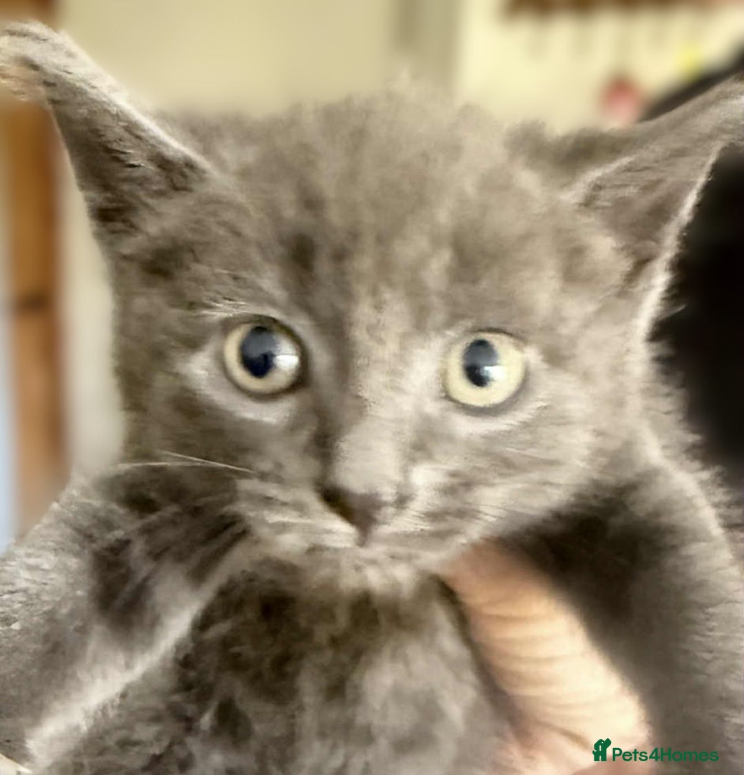 Mixed Breed cats for sale: Beautiful Litter of 4 kittens  - Image 16