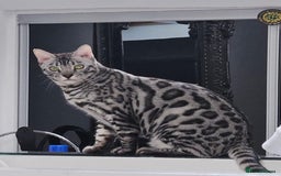 Bengal cats for sale: Sensational Silver Bengal boy requires new family  - Image 1
