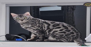 Bengal cats - Advert 2