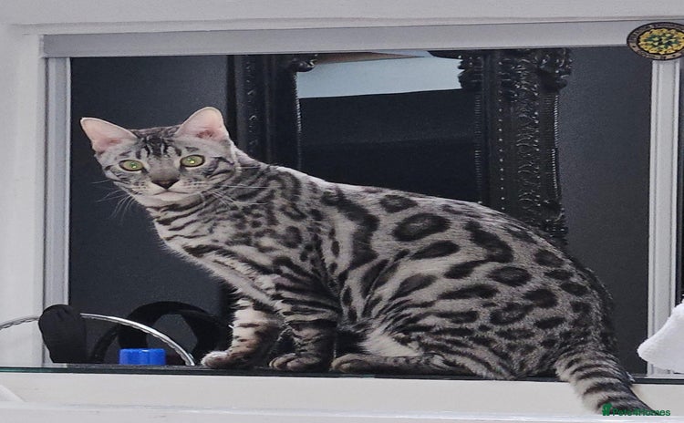 Bengal cats - Advert 2