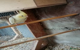 Cockatiels birds for sale: Range Of Cockatiels *read description - Image 13