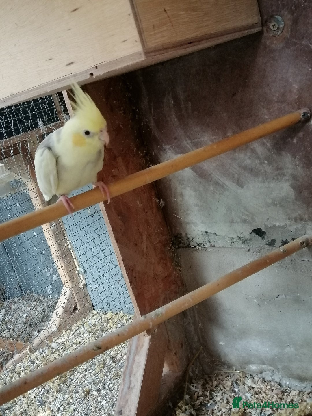 Cockatiels birds for sale: Range Of Cockatiels *read description - Image 13