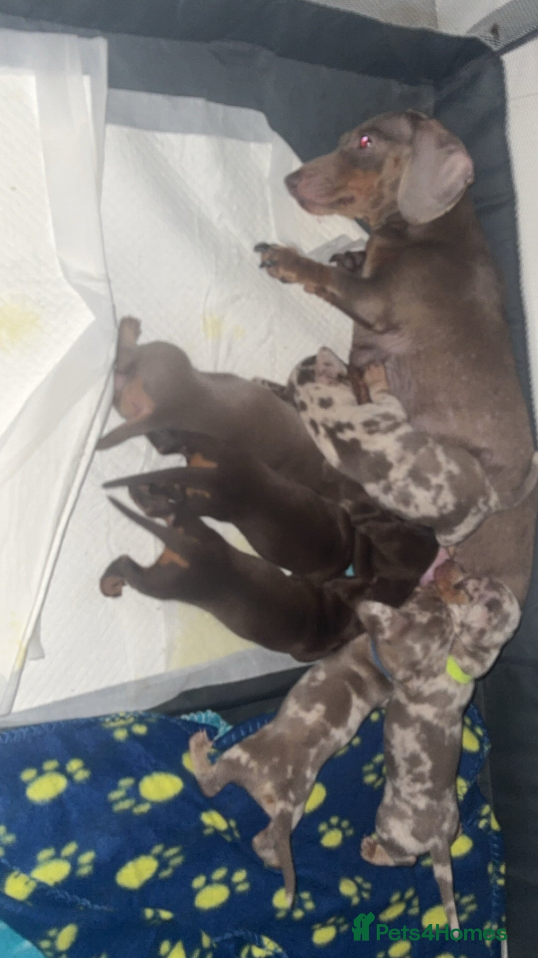 Miniature Dachshund dogs for sale: Gorgeous girl stilll looking for her forever home  - Advert 3