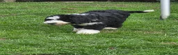 Old English Sheepdog dogs for sale: ONE HANDSOME MALE SHEEPADOODLE AVAILABLE  - Advert 3