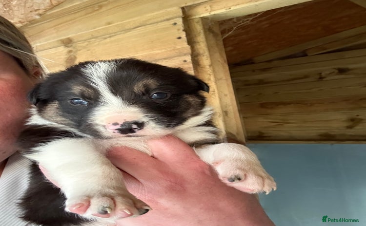 Border Collie dogs - Advert 1