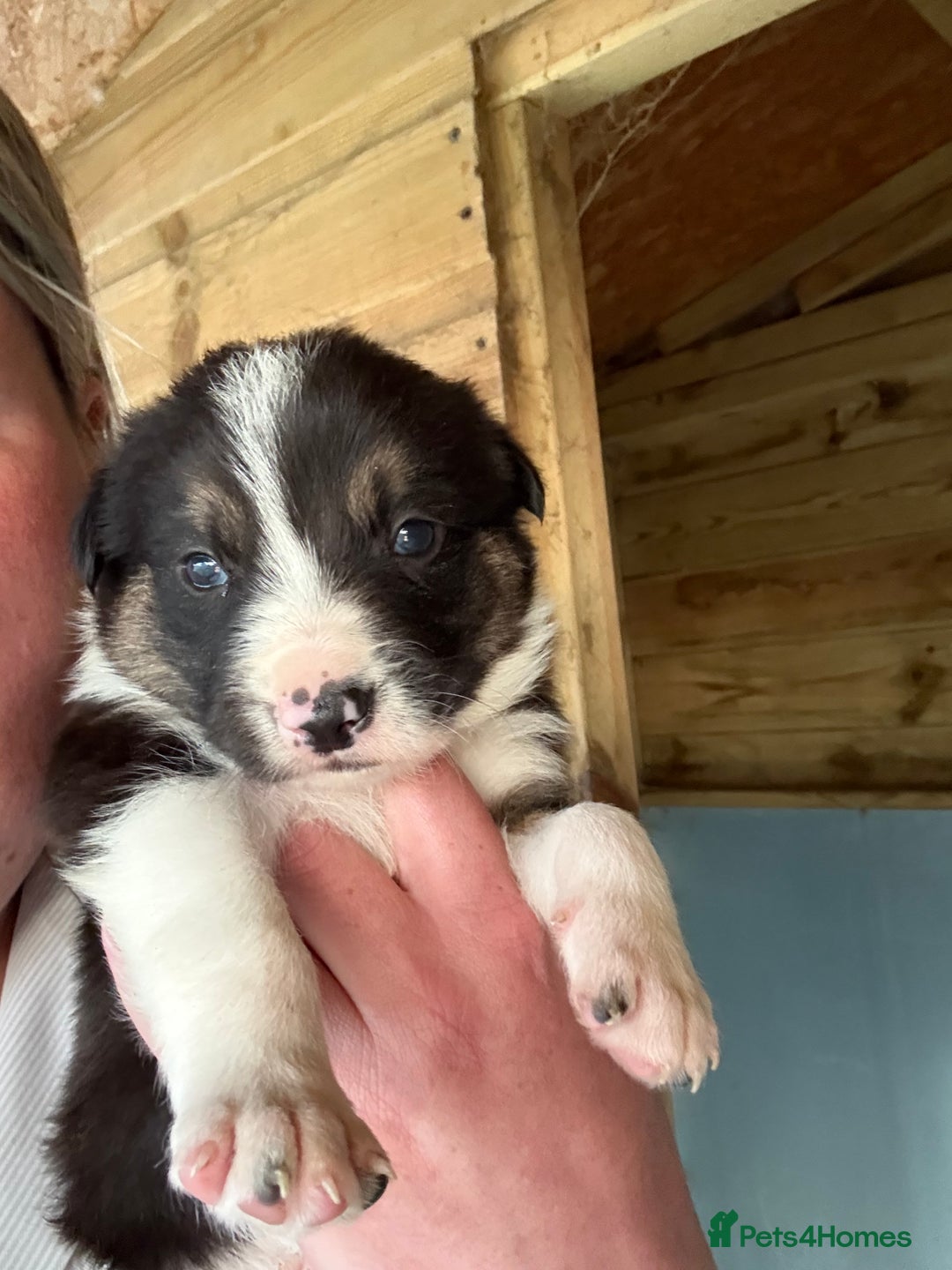 Border Collie dogs for sale: Beautiful Border Collie Puppies - Image 1