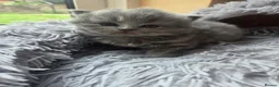 Scottish Fold cats for sale: Kittens Scottish straight blue boy and girl in Nottingham - Advert 14