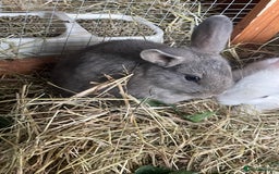 Mixed Breed rabbits for sale: Baby Rabbits and a Mama & female baby.  - Image 11