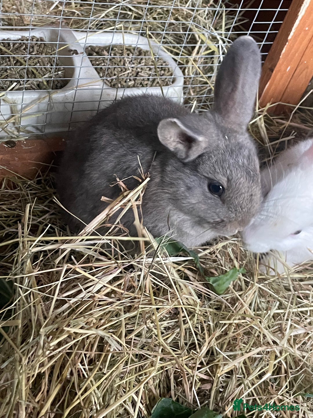 Mixed Breed rabbits for sale: Baby Rabbits and a Mama & female baby.  - Image 11