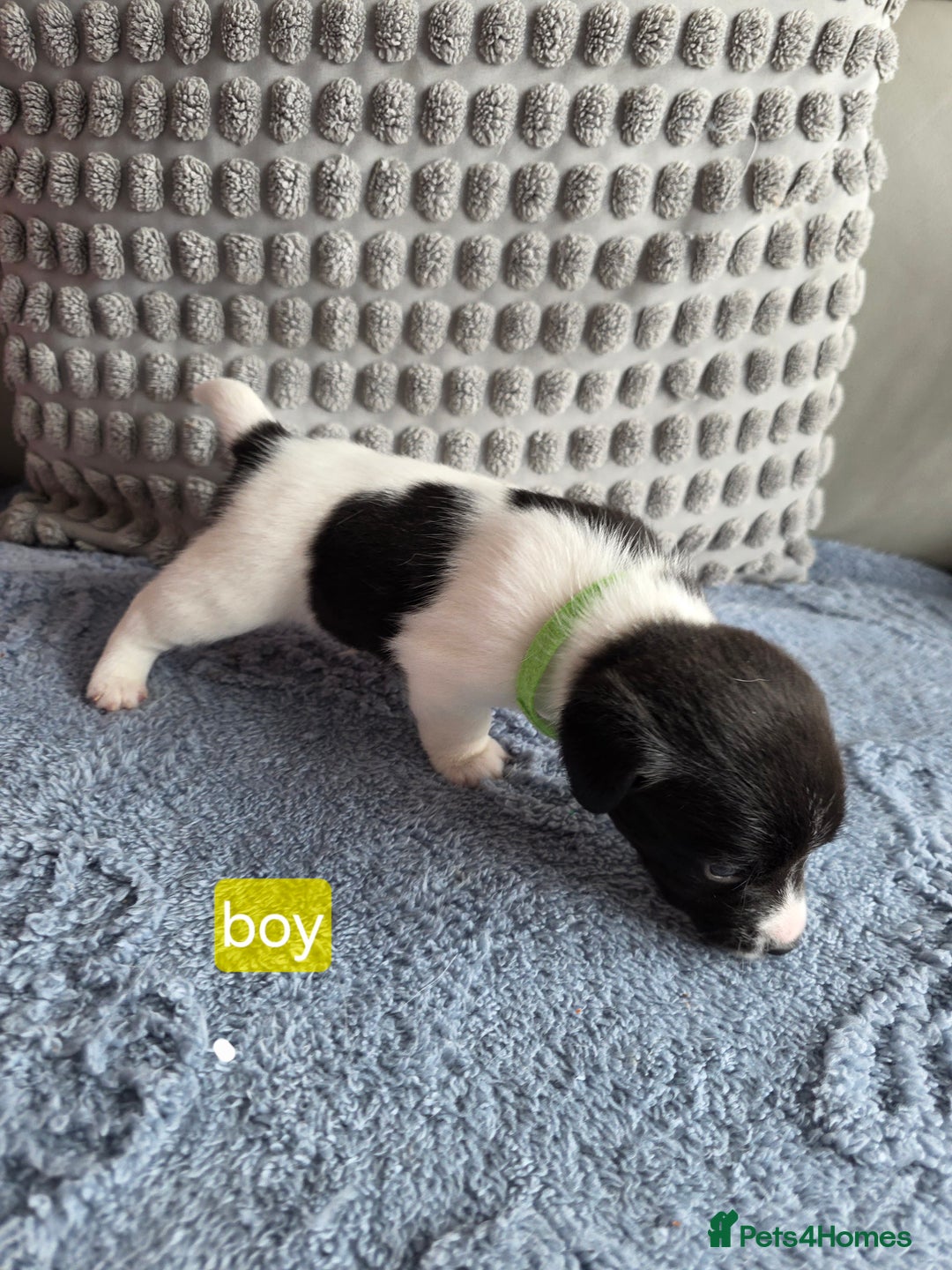 Jack Russell dogs for sale: Jack russell puppies - Image 5