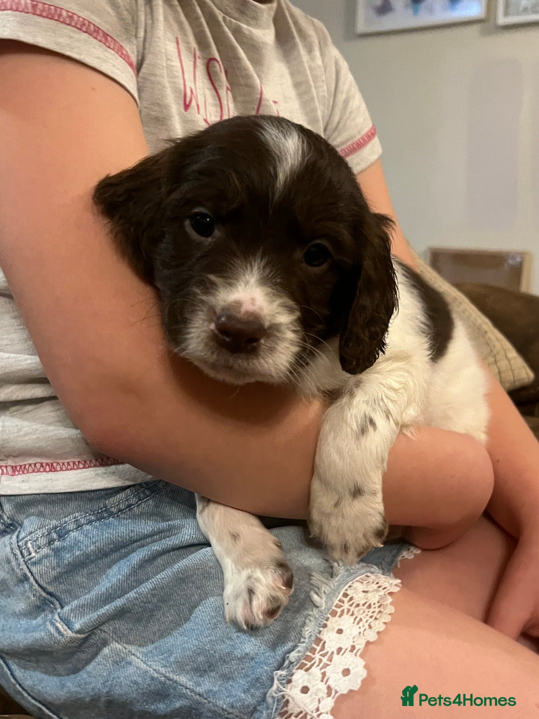 Mixed Breed dogs for sale: Flat coat retriever/spaniel x sprocker  - Advert 5