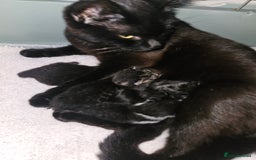 Domestic Shorthair cats for sale: 🐾 4 Kittens Looking for Loving Homes–Hatfield 🐾 - Image 5