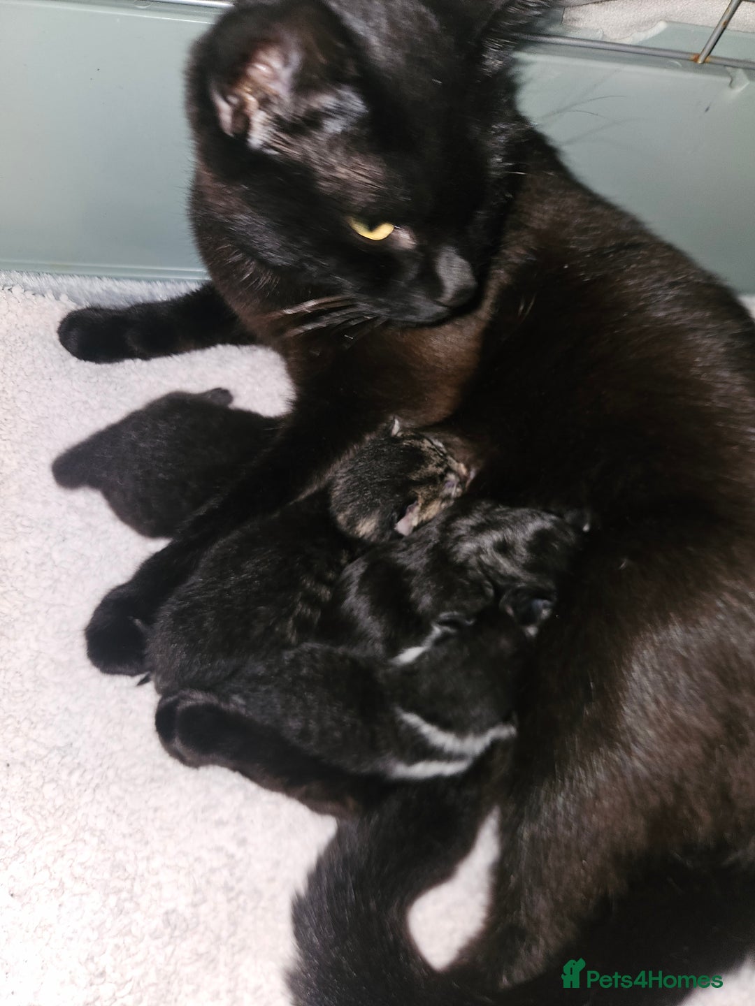 Domestic Shorthair cats for sale: 🐾 4 Kittens Looking for Loving Homes–Hatfield 🐾 - Image 5