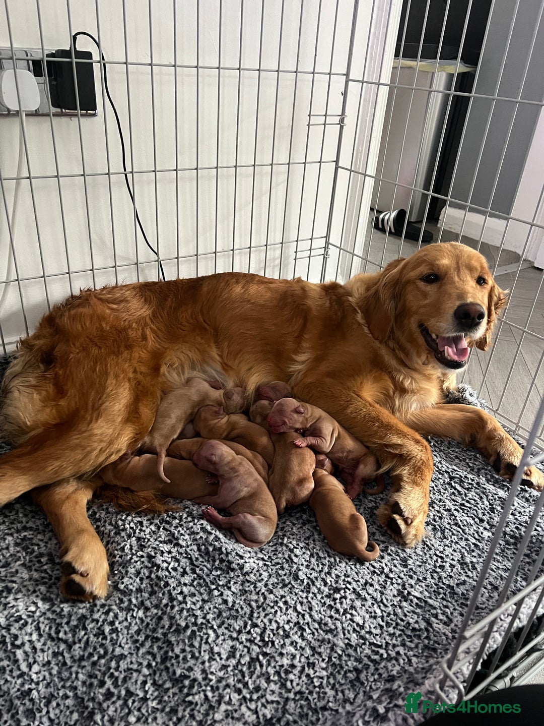 Golden Retriever dogs for sale: WAITING LIST FOR PUPPIES DUE TO LEAVE DECEMBER - Advert 1