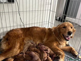 Golden Retriever dogs WAITING LIST FOR PUPPIES DUE TO LEAVE DECEMBER - Advert 11