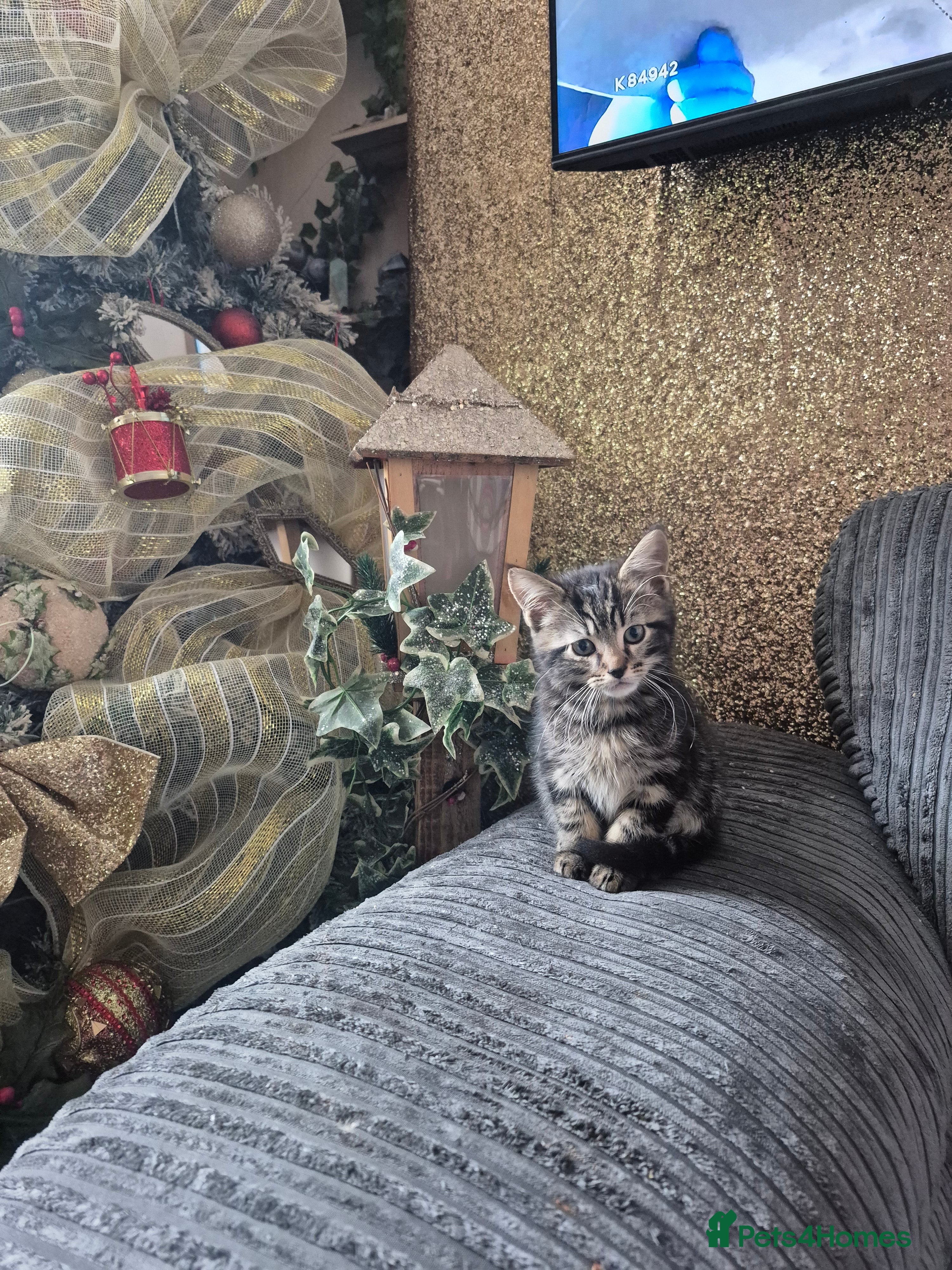 Maine Coon cats 💥💥 1 male left Mainecoon x domestic💥💥  - Advert 10