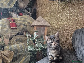 Maine Coon cats 💥💥2 left Mainecoon x domestic💥💥 - Advert 1