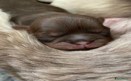 Shih Tzu dogs for sale: ✨️Exceptional Imperial Litter✨️ - Image 20