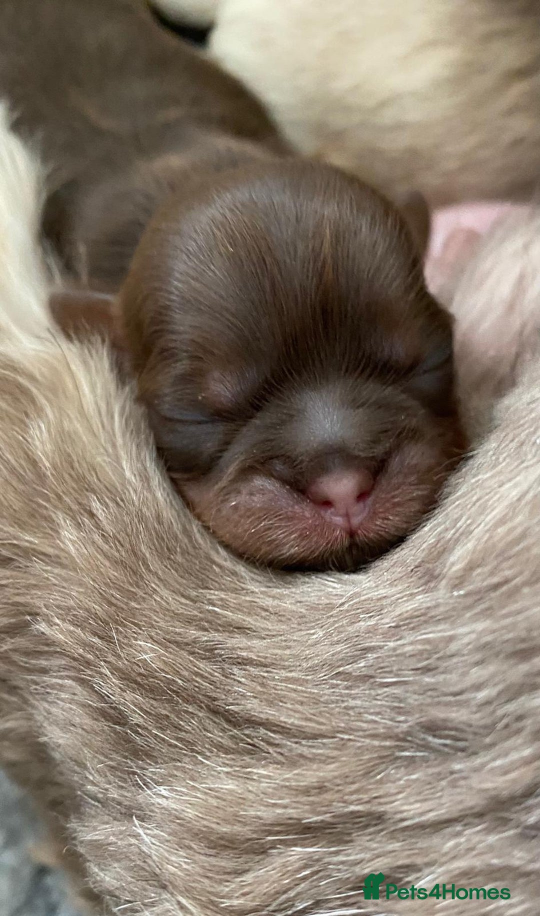 Shih Tzu dogs for sale: ✨️Exceptional Imperial Litter✨️ - Image 20